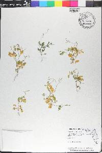 Cardamine occulta image