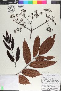 Leea indica image