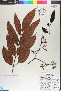 Leea indica image