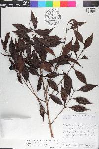 Eugenia cartagensis image