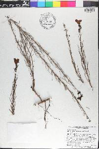 Brachystigma wrightii image