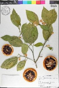 Citrus aurantium image