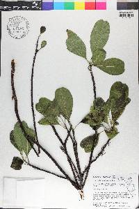 Sideroxylon foetidissimum image