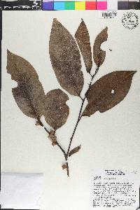 Diospyros frutescens image