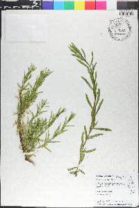 Baccharis angustifolia image