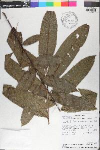Talisia macrophylla image