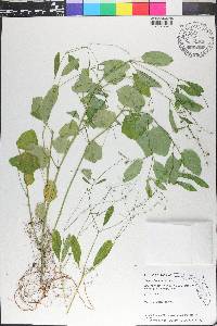 Euphorbia graminea image