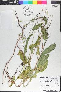 Emilia praetermissa image