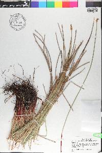 Eleocharis montana image