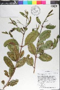 Laguncularia racemosa image