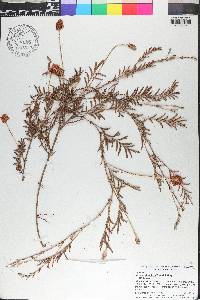 Mimosa strigillosa image