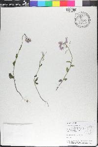 Cardamine douglassii image