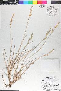 Bromus catharticus image