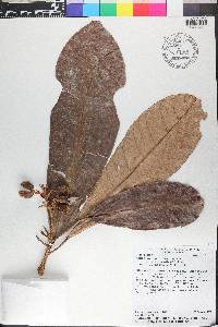 Conchocarpus nicaraguensis image