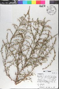 Salsola tragus image