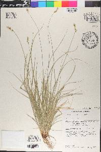 Carex oklahomensis image