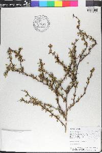 Berberis thunbergii image