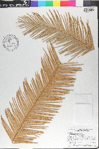 Cycas calcicola image