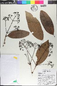 Ixora blumei image