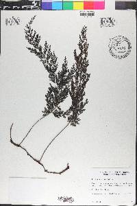 Trichomanes radicans image