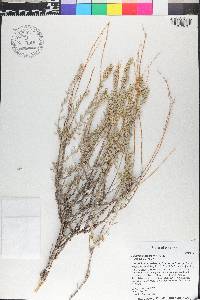 Artemisia bigelovii image