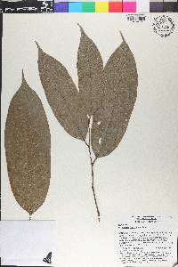 Diospyros frutescens image