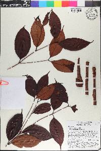 Syzygium thumra subsp. thumra image