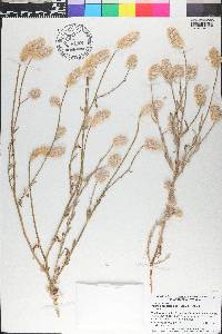 Ptilotus helipteroides image
