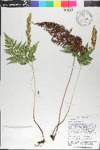 Anemia adiantifolia image