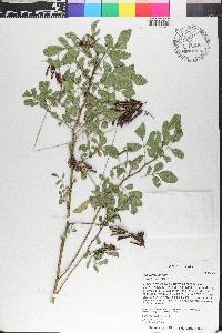 Indigofera hirsuta image