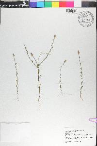 Polygala mariana image
