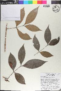 Pternandra rostrata image