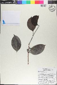Pternandra galeata image