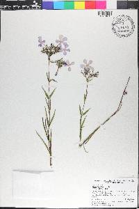 Phlox floridana image