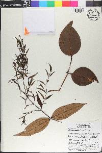 Pternandra rostrata image