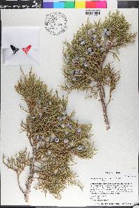 Juniperus osteosperma image