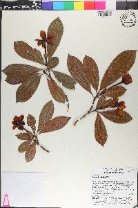 Gardenia tubifera image