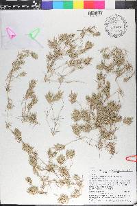 Eragrostis hypnoides image