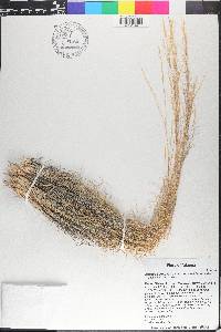 Aristida purpurea var. nealleyi image