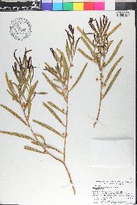 Acacia ligulata image