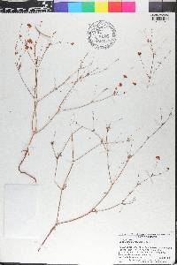 Eriogonum pharnaceoides image