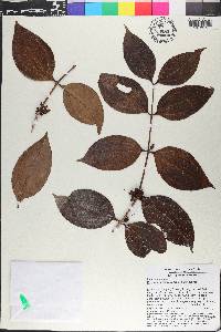 Pternandra rostrata image