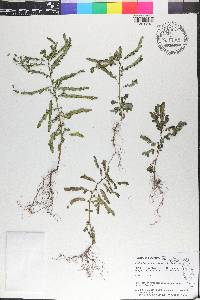 Phyllanthus amarus image