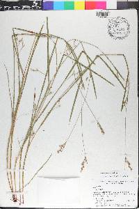 Scleria reticularis image