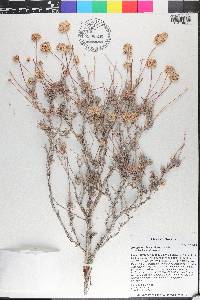 Eriogonum fasciculatum image