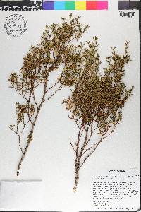 Larrea tridentata image