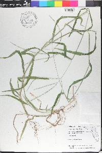 Digitaria ciliaris image