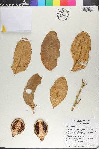 Citrus medica image