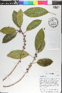 Ficus aurea image