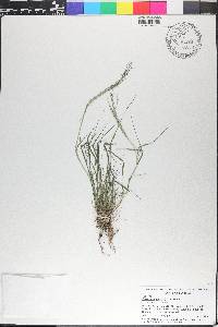 Eragrostis pilosa image